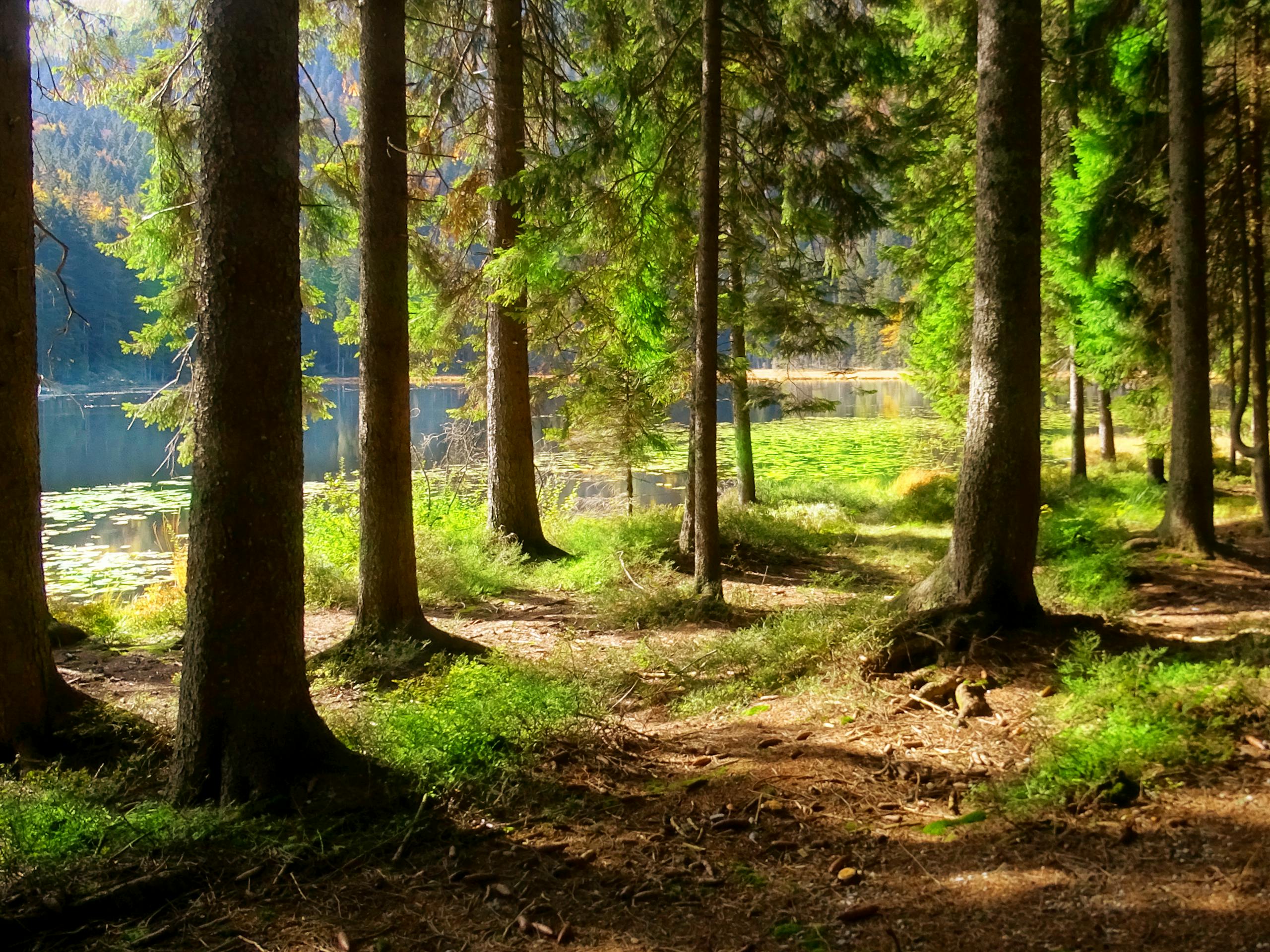 A serene forest view with sunlight filtering through trees by a lake in Bayerisch Eisenstein, Germany.